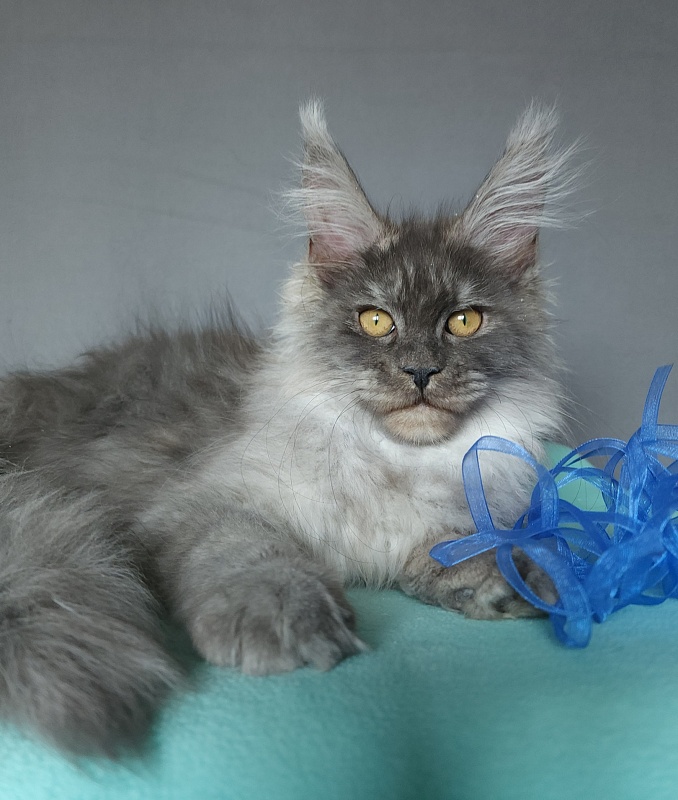 Issy Akbars - Kitten maine-coon 4 months 2 weeks