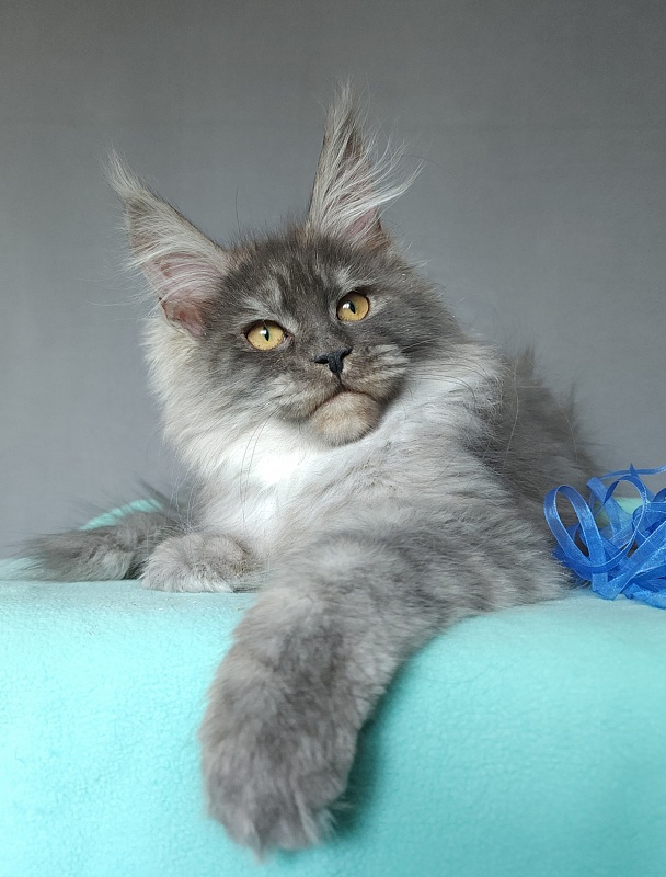Issy Akbars - Kitten maine-coon 4 months 2 weeks