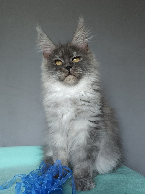 Issy Akbars - Kitten maine-coon 4 months 2 weeks