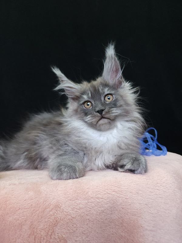 Issy Akbars - Kitten maine-coon 2 months 3.5 weeks