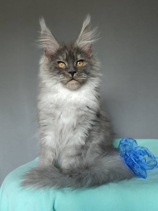 Issy Akbars - Kitten maine-coon 4 months 2 weeks