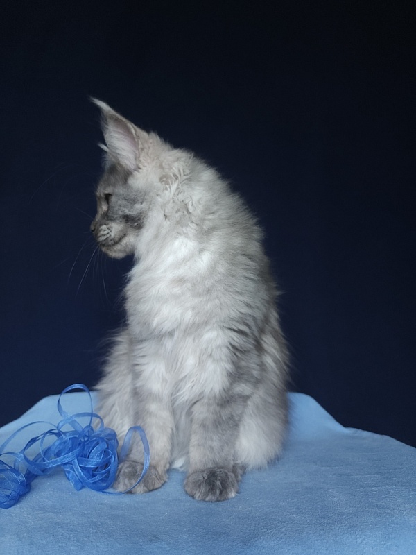Issy Akbars - Kitten maine-coon 5 months 2.5 weeks