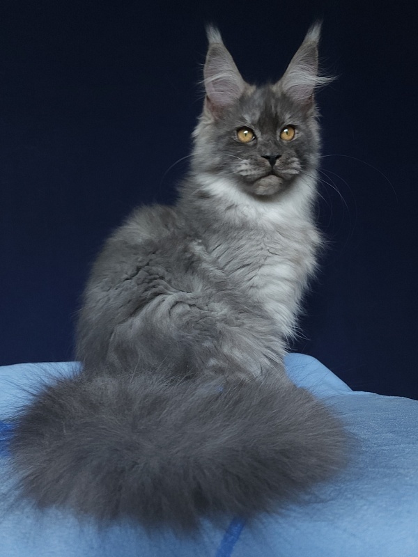 Issy Akbars - Kitten maine-coon 5 months 2.5 weeks