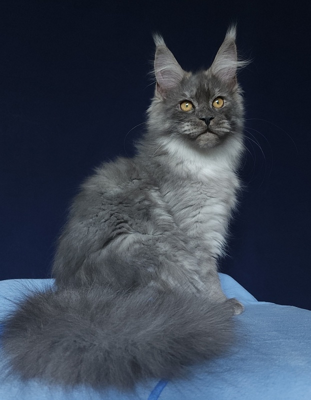 Issy Akbars - Kitten maine-coon 5 months 2.5 weeks