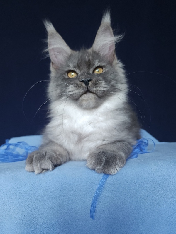 Issy Akbars - Kitten maine-coon 5 months 2.5 weeks