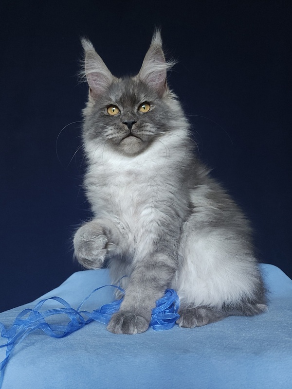 Issy Akbars - Kitten maine-coon 5 months 2.5 weeks