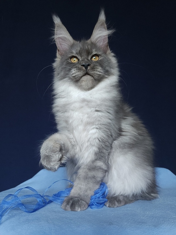 Issy Akbars - Kitten maine-coon 5 months 2.5 weeks
