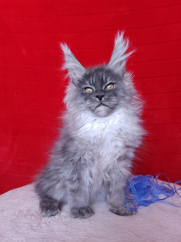 Issy Akbars - Kitten maine-coon 3 months 2.5 weeks
