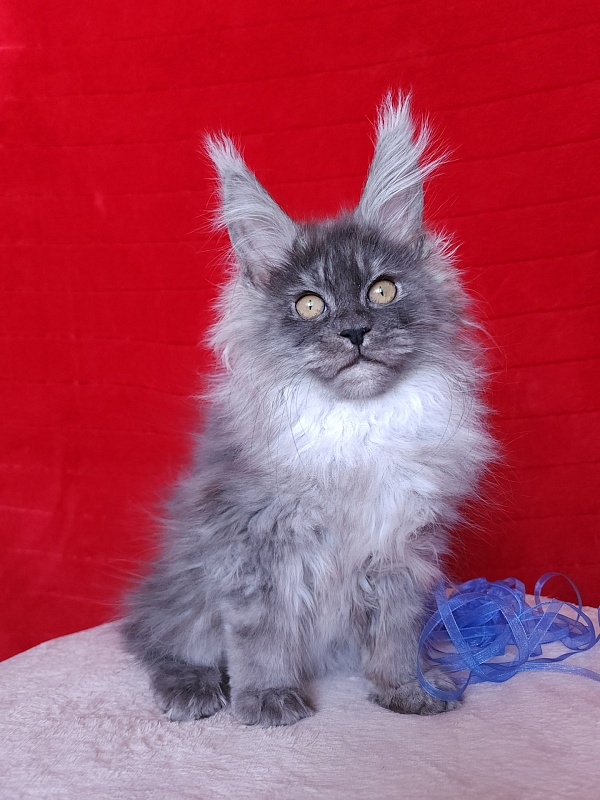 Issy Akbars - Kitten maine-coon 3 months 2.5 weeks