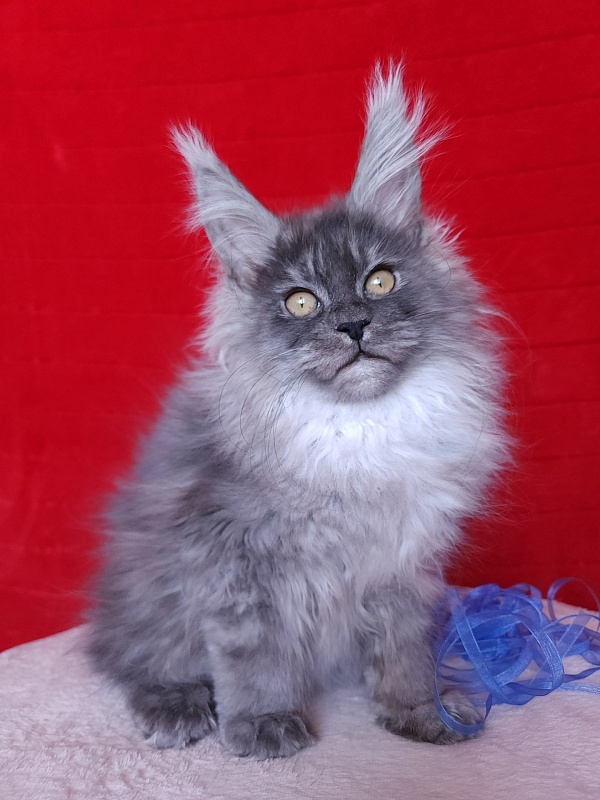 Issy Akbars - Kitten maine-coon 3 months 2.5 weeks