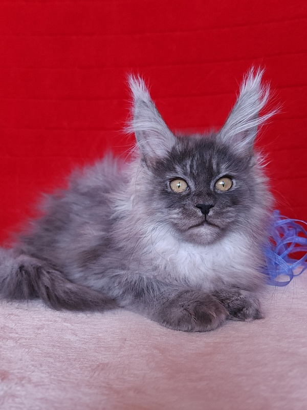 Issy Akbars - Kitten maine-coon 3 months 2.5 weeks