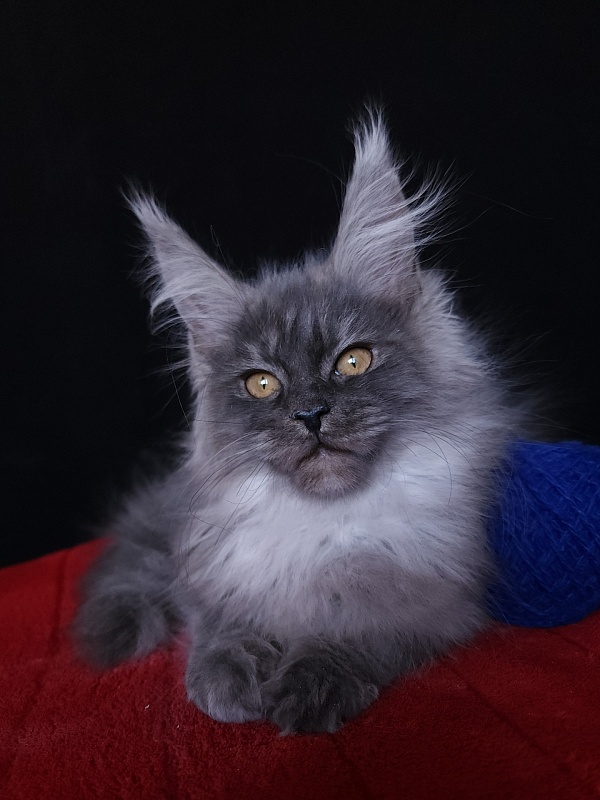 Issy Akbars - Kitten maine-coon 4 months
