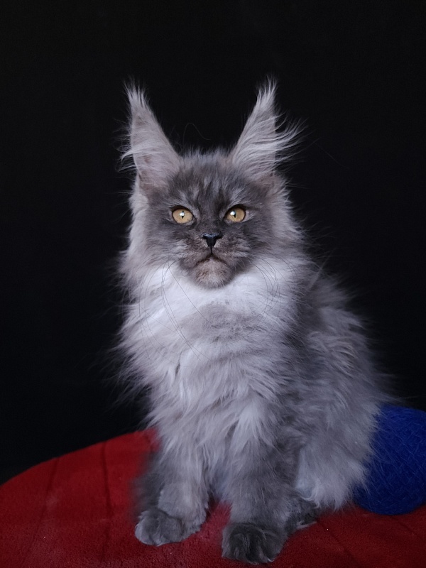 Issy Akbars - Kitten maine-coon 4 months