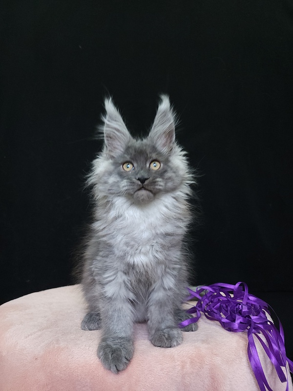 Indigo Akbars - Kitten maine-coon 2 months 3.5 weeks