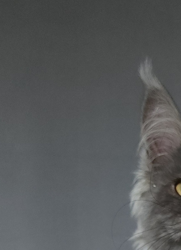 Indigo Akbars - Kitten maine-coon 4 months 2 weeks