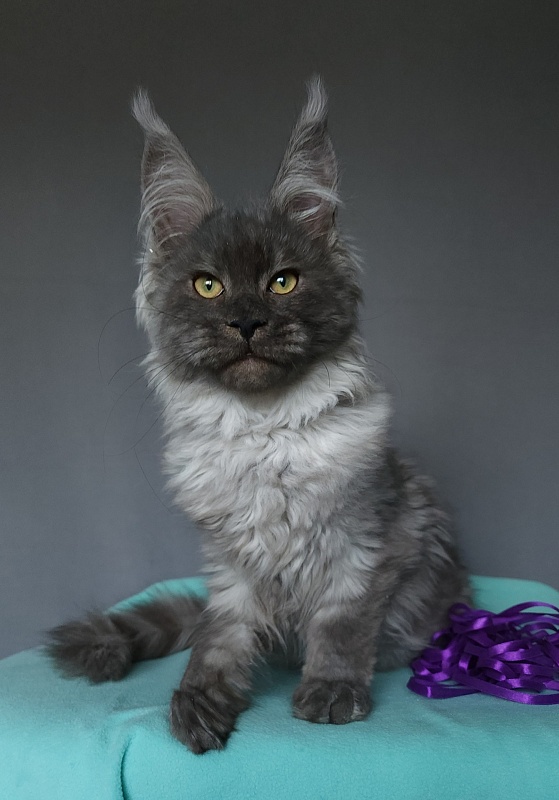 Indigo Akbars - Kitten maine-coon 4 months 2 weeks