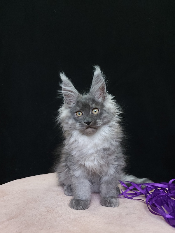Indigo Akbars - Kitten maine-coon 2 months 3.5 weeks