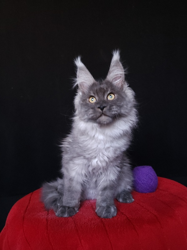 Indigo Akbars - Kitten maine-coon 4 months