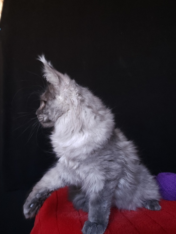 Indigo Akbars - Kitten maine-coon 4 months