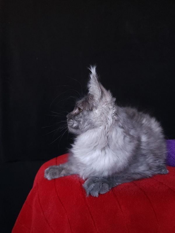 Indigo Akbars - Kitten maine-coon 4 months