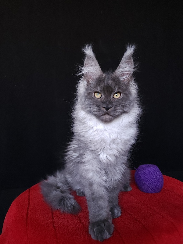 Indigo Akbars - Kitten maine-coon 4 months