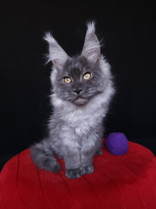 Indigo Akbars - Kitten maine-coon 4 months