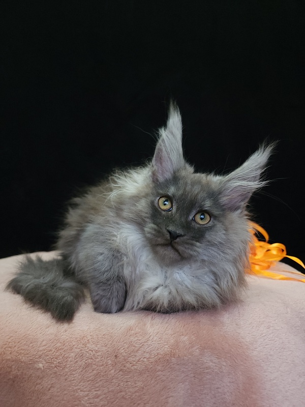 Irbis Akbars - Kitten maine-coon 2 months 3.5 weeks