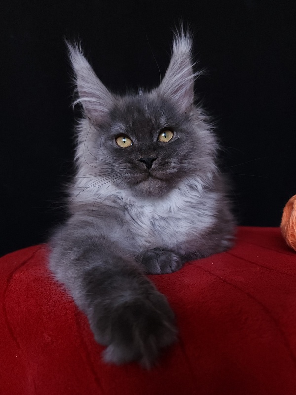 Irbis Akbars - Kitten maine-coon 4 months