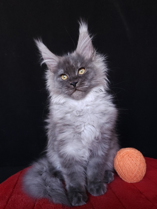Irbis Akbars - Kitten maine-coon 4 months