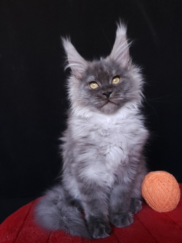 Irbis Akbars - Kitten maine-coon 4 months
