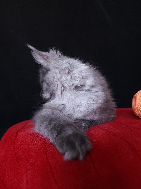 Irbis Akbars - Kitten maine-coon 4 months