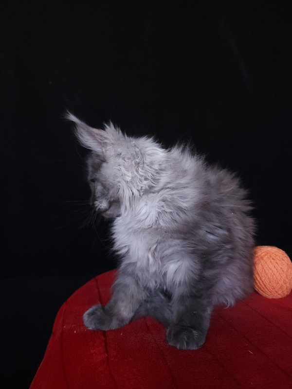 Irbis Akbars - Kitten maine-coon 4 months