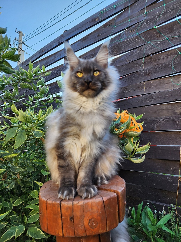 Irbis Akbars - Junior maine-coon 7 months 2 weeks