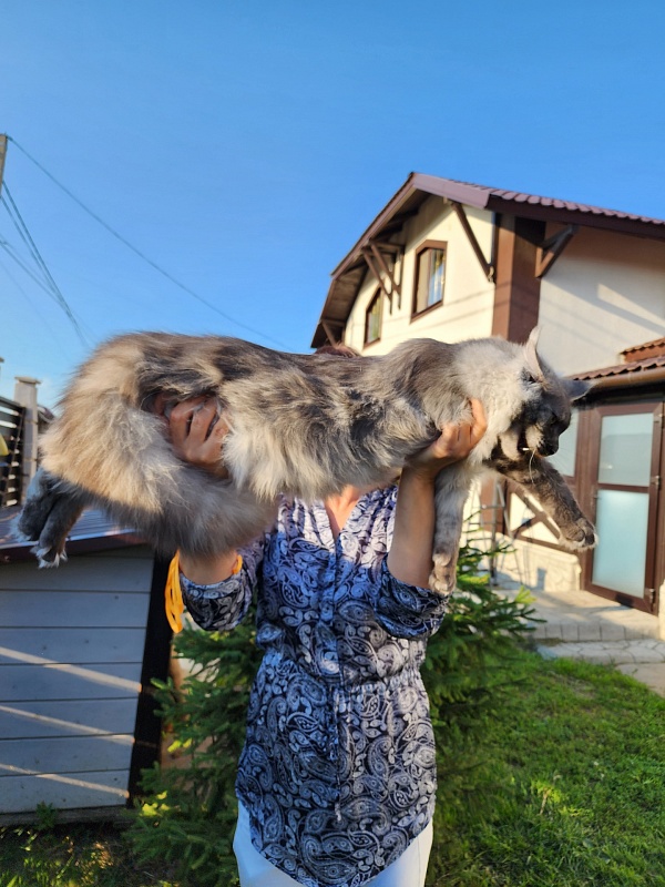 Irbis Akbars - Junior maine-coon 7 months 2 weeks