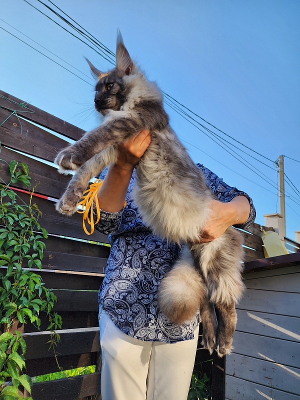 Irbis Akbars - Junior maine-coon 7 months 2 weeks