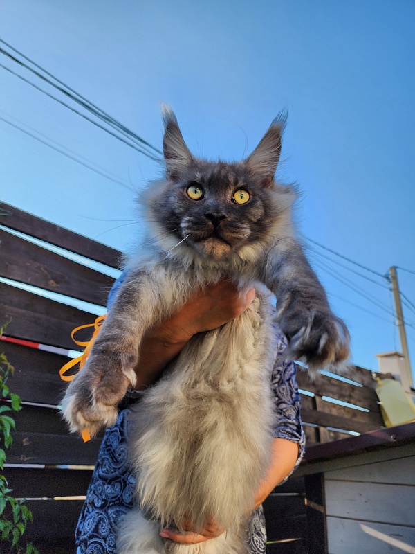 Irbis Akbars - Junior maine-coon 7 months 2 weeks