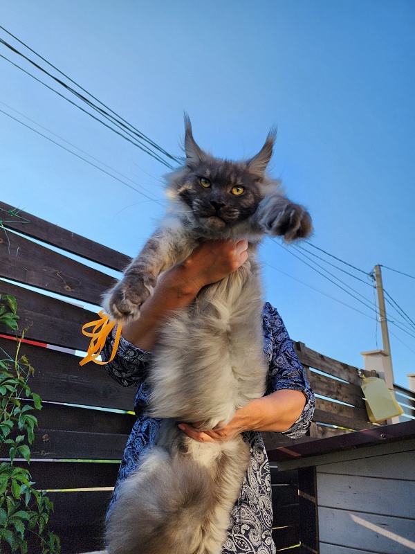 Irbis Akbars - Junior maine-coon 7 months 2 weeks
