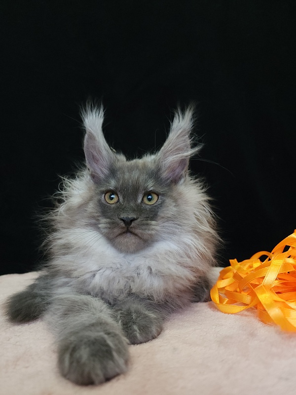 Irbis Akbars - Kitten maine-coon 2 months 3.5 weeks