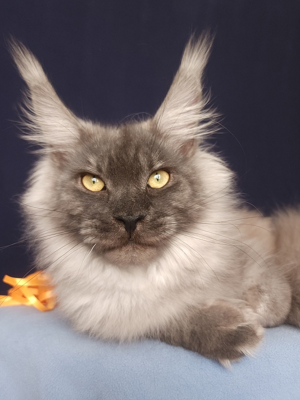 Irbis Akbars - Junior maine-coon 7 months 2 weeks