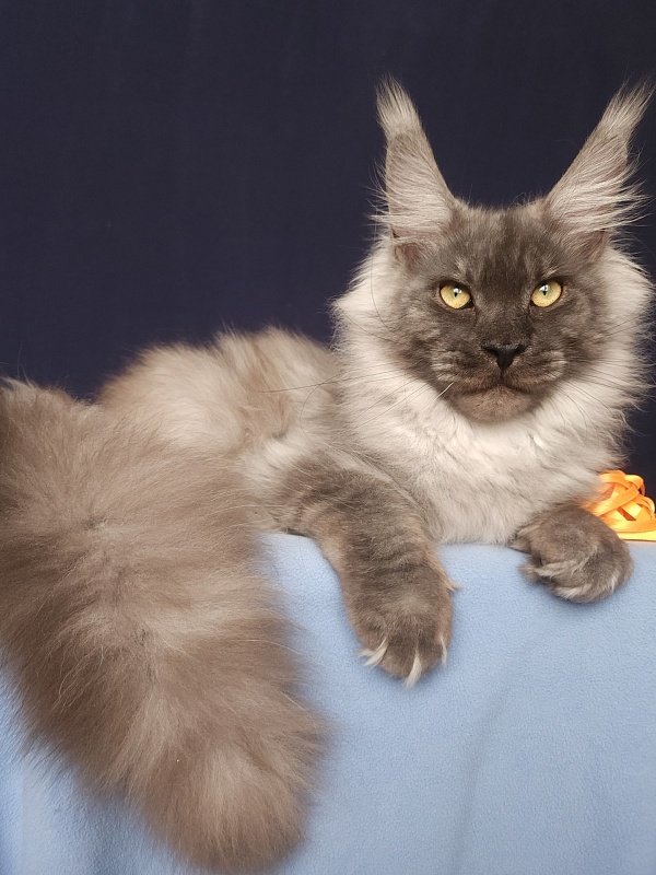 Irbis Akbars - Junior maine-coon 7 months 2 weeks