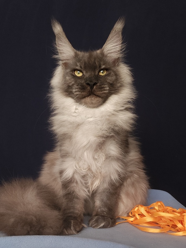 Irbis Akbars - Junior maine-coon 7 months 2 weeks