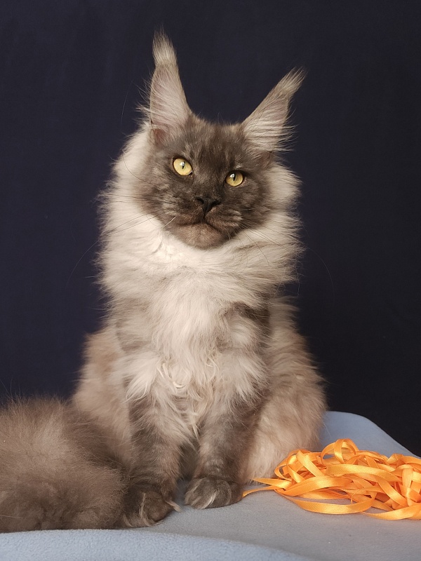 Irbis Akbars - Junior maine-coon 7 months 2 weeks