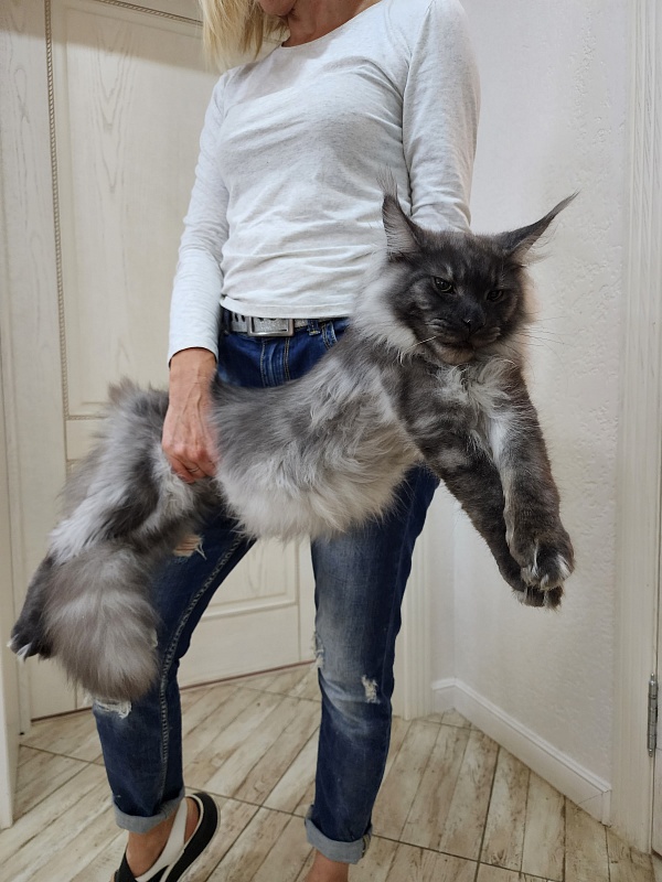 Irbis Akbars - Junior maine-coon 8 months 0.5 weeks