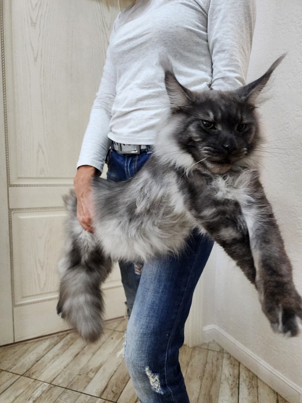 Irbis Akbars - Junior maine-coon 8 months 0.5 weeks