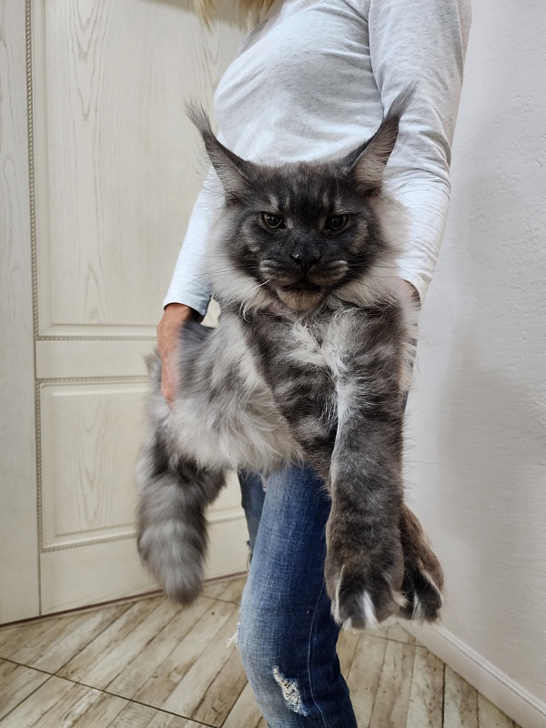 Irbis Akbars - Junior maine-coon 8 months 0.5 weeks