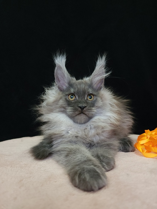 Irbis Akbars - Kitten maine-coon 2 months 3.5 weeks