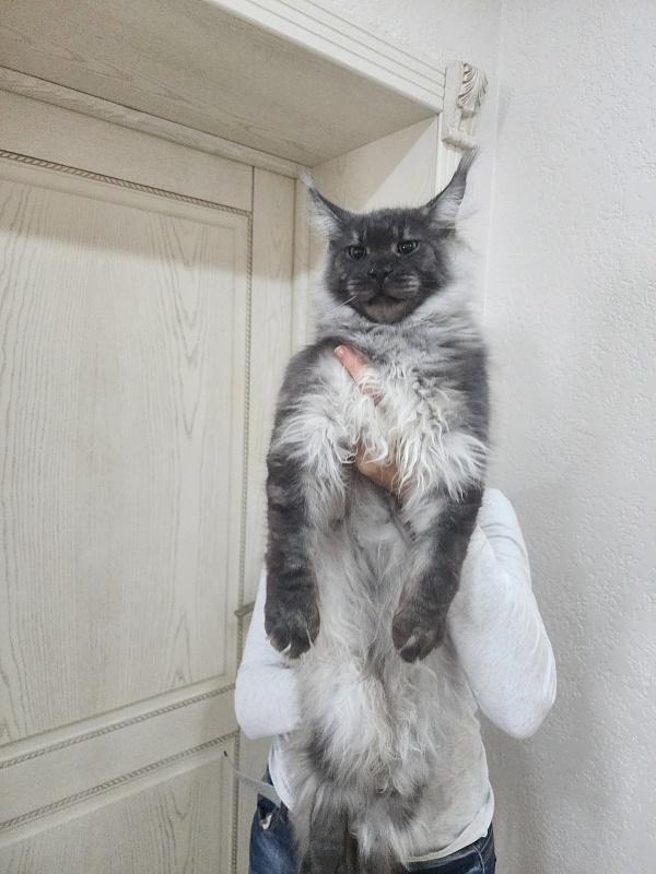 Irbis Akbars - Junior maine-coon 8 months 0.5 weeks