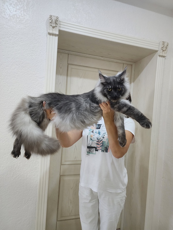 Irbis Akbars - Junior maine-coon 8 months 0.5 weeks