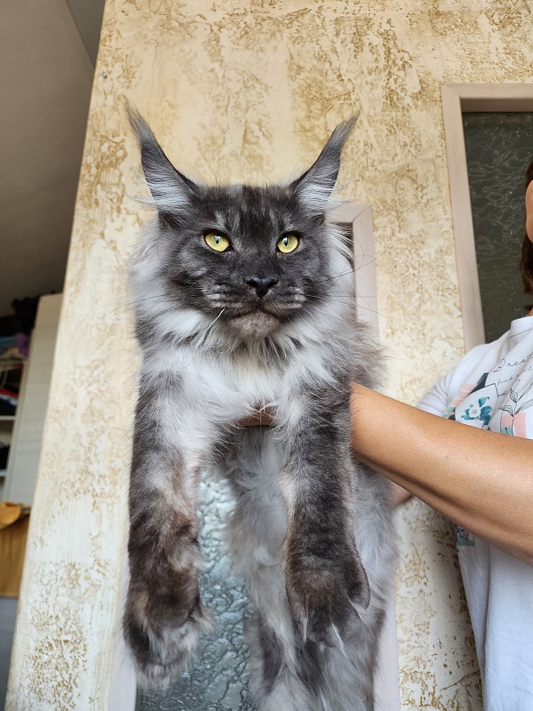 Irbis Akbars - Junior maine-coon 8 months 0.5 weeks