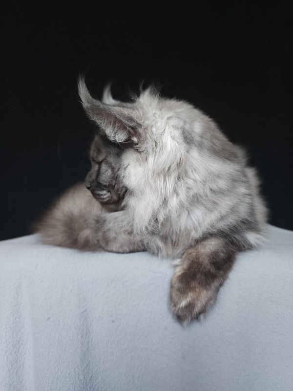 Irbis Akbars - Junior maine-coon 8 months 0.5 weeks